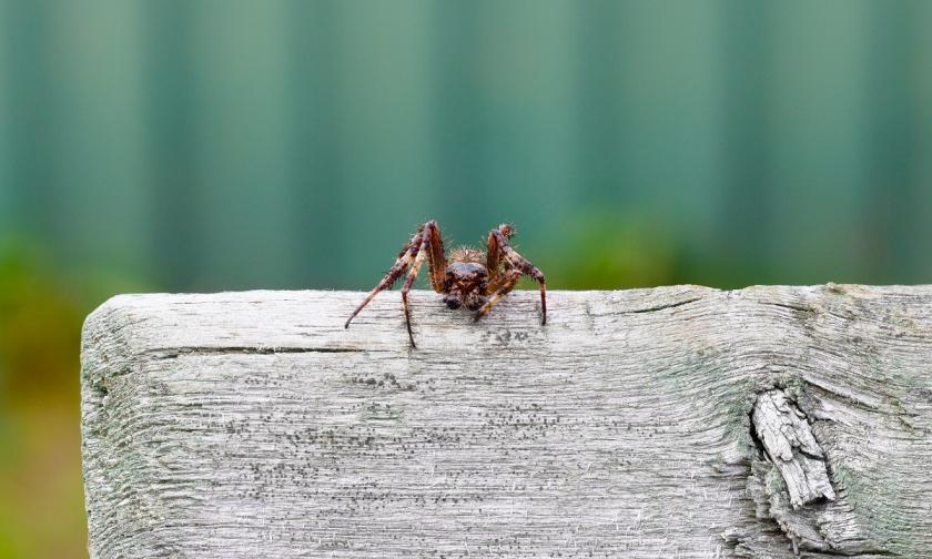 pavouk na dřevě