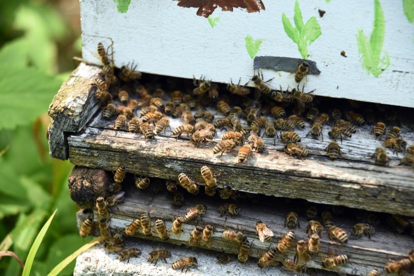 včely v úlu
