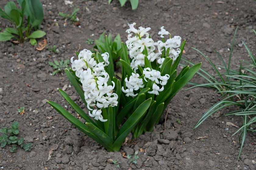 hyacint na záhonku