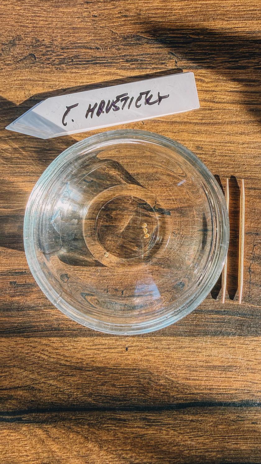 pěstování rajčat