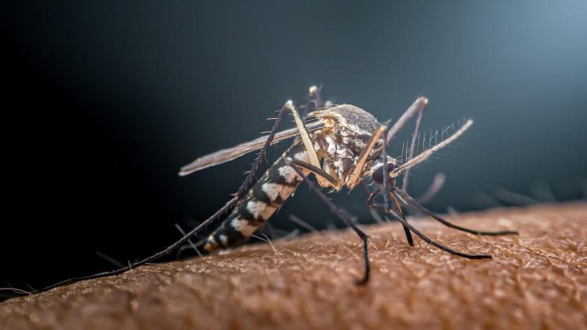 okenní síť proti komárům a mouchám