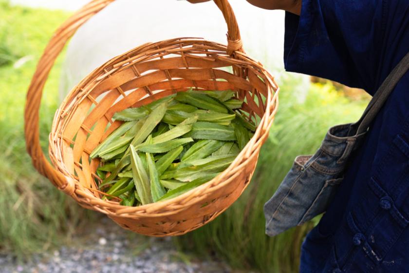 máčka v košíčku