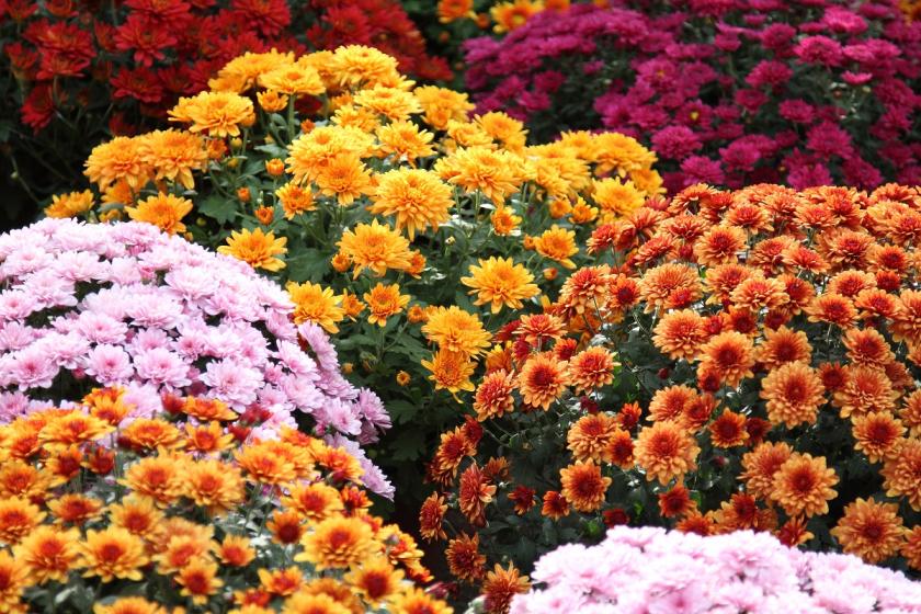 barevné chryzantémy