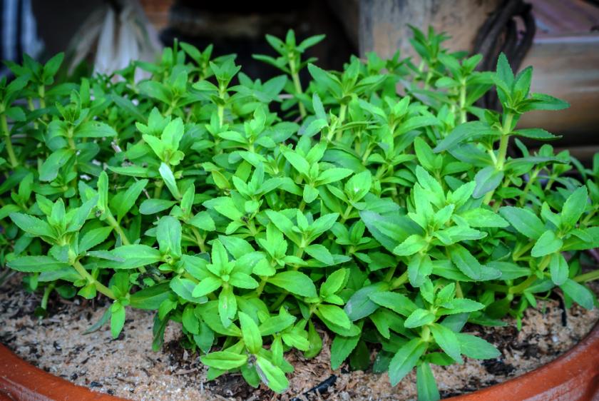 bahnatka v květináči