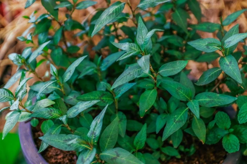 rdesno vonné v květináči