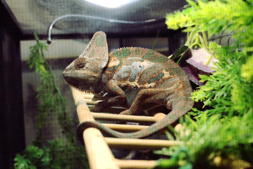 chameleon v teráriu