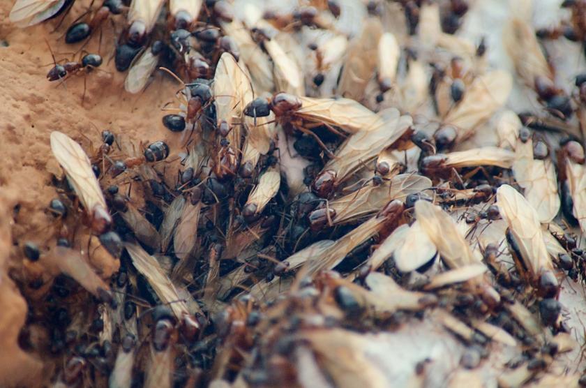 létající mravenci na dřevě