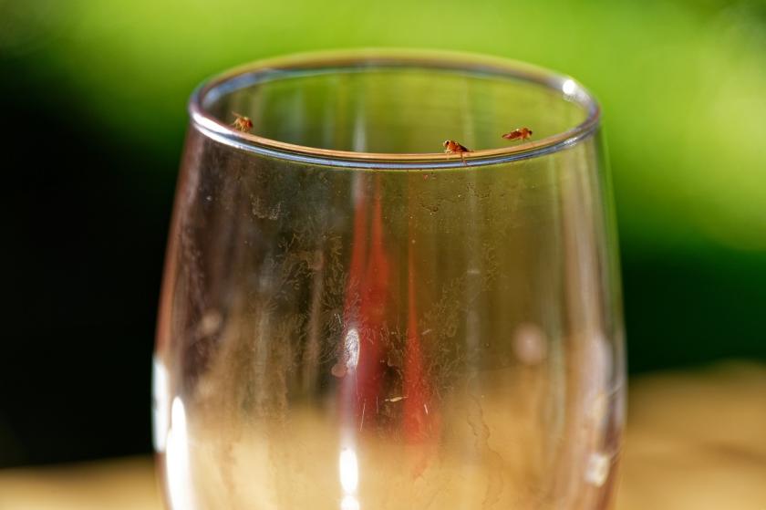 octomilky na sklenici s vínem
