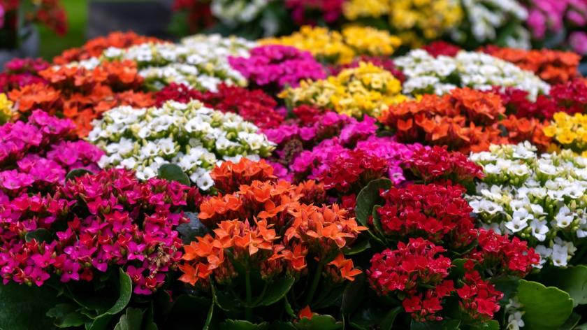 barevné květy kalanchoe