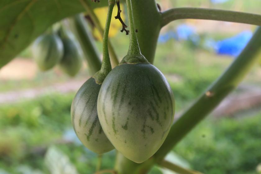 pěstování tamarilla