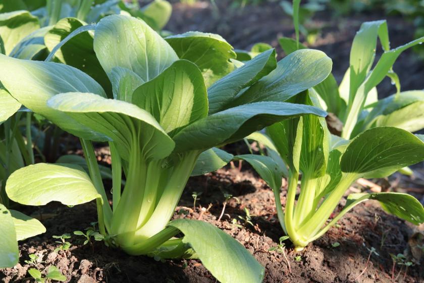 pěstování pak choi