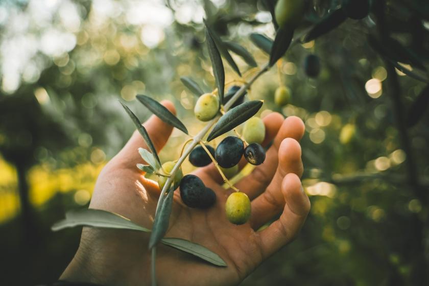 trhání oliv