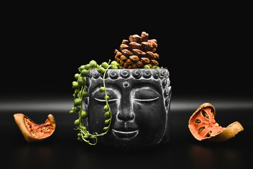 starček v květináči