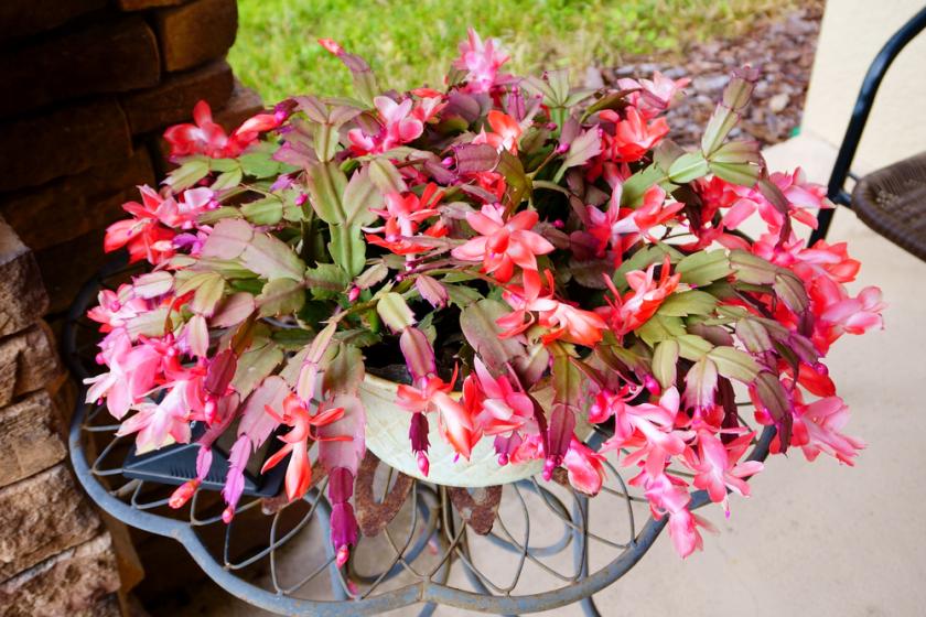 vánoční kaktus v létě