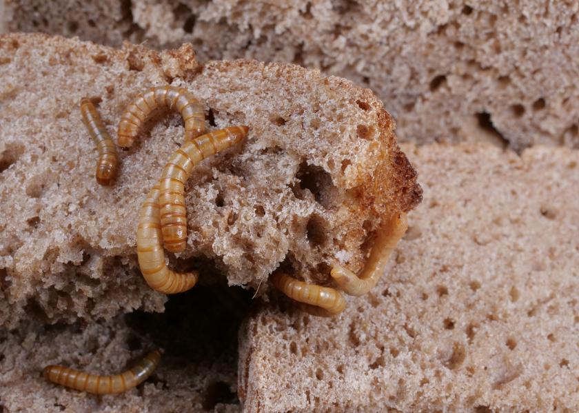 mouční červi na chlebu