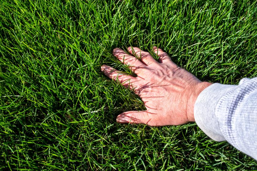 ruka na trávníku