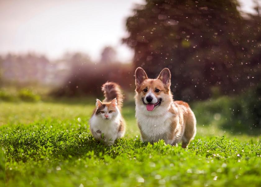 corgi