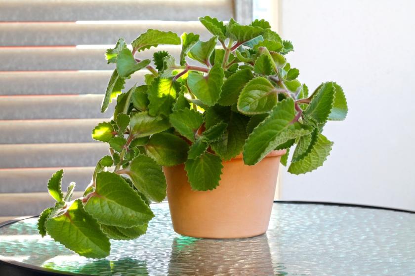 Z kubánského oregana si můžete připravit například čaj proti nachlazení. kubánské oregano