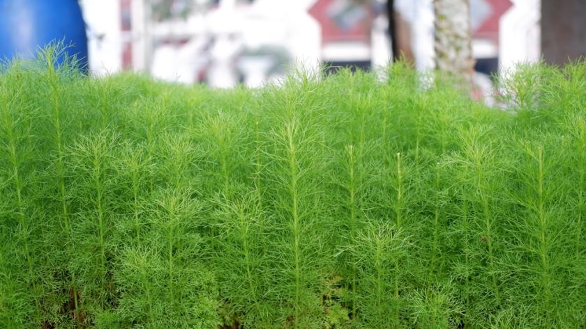 pelyněk brotan na záhonku