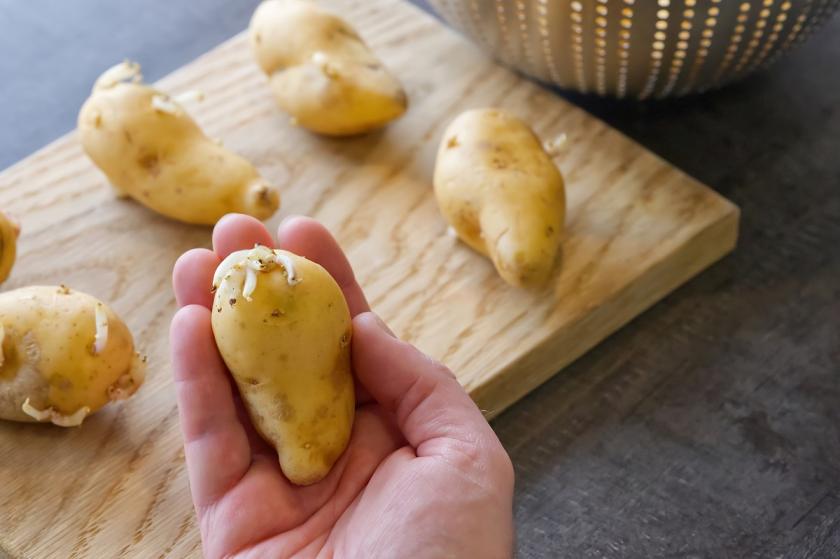 naklíčené brambory