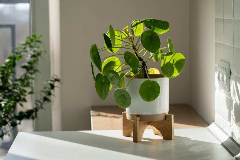 pilea v květníku