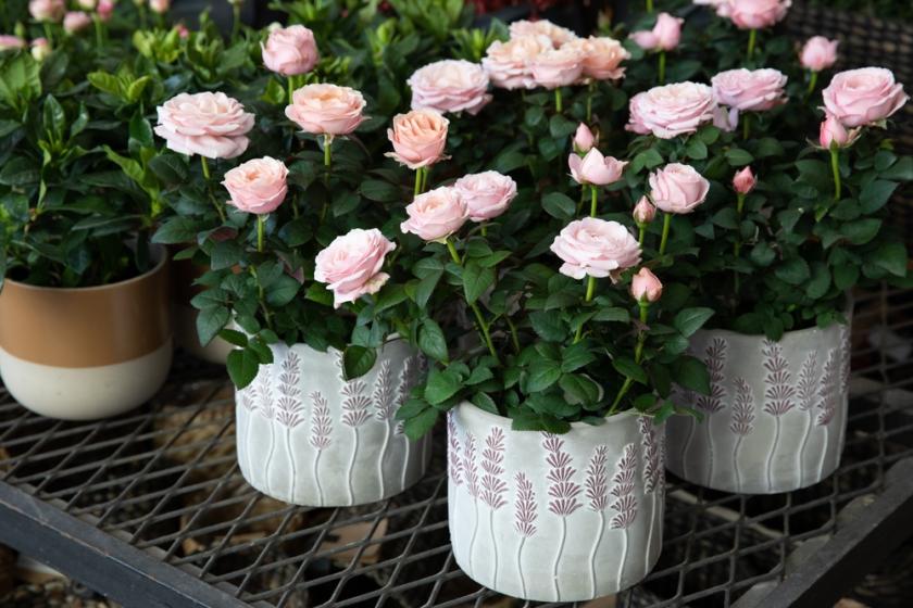 růžové minirůžičky