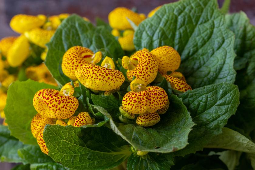 pantoflíček v květu