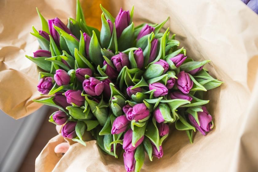 fialové tulipány