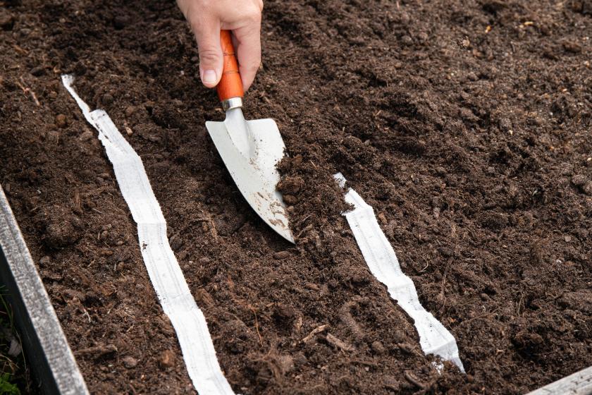 výsevní pásky na záhon