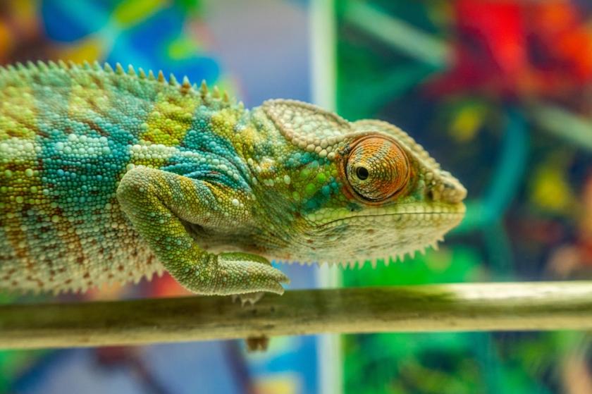 dospělý chameleon
