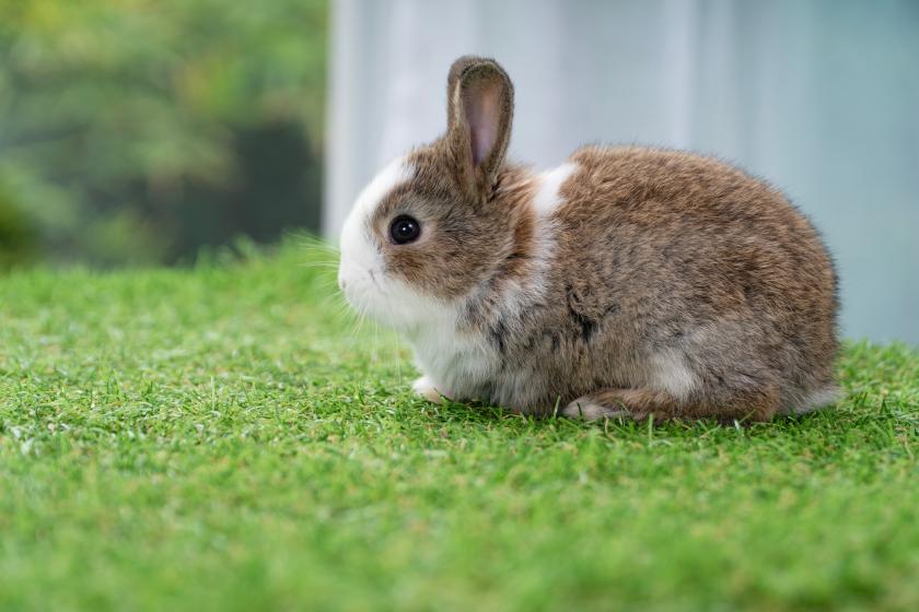 zakrslý králíček