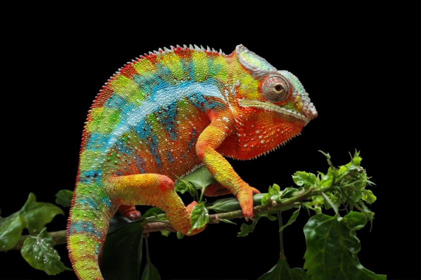 barevný chameleon