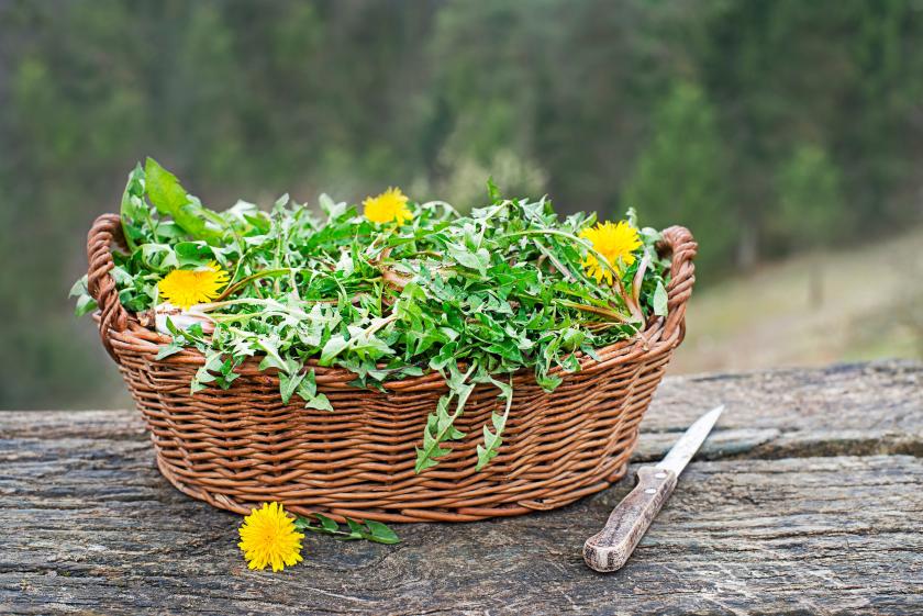 pampeliškový salát