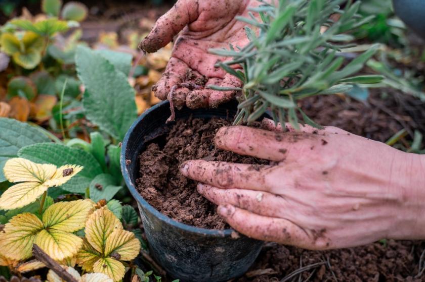 levandule v květináči