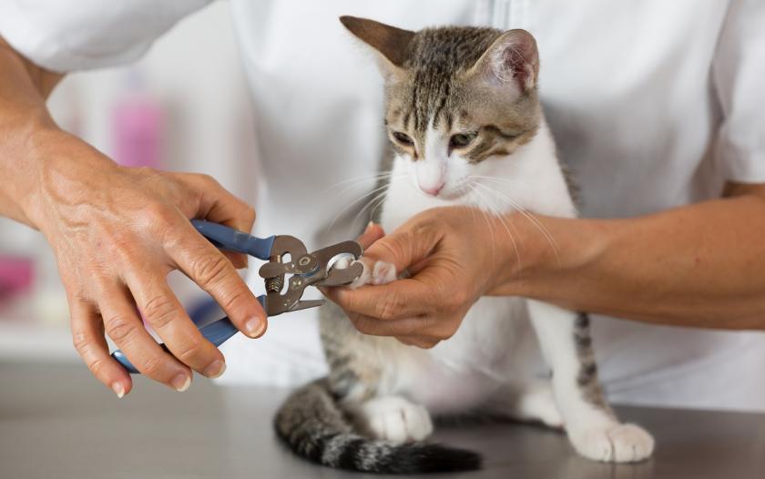 kočka u veterináře