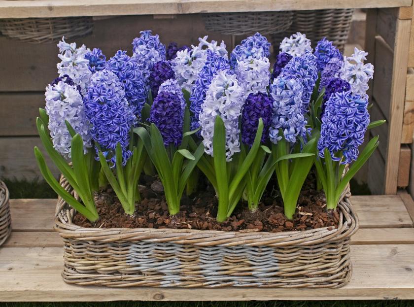 modré hyacinty