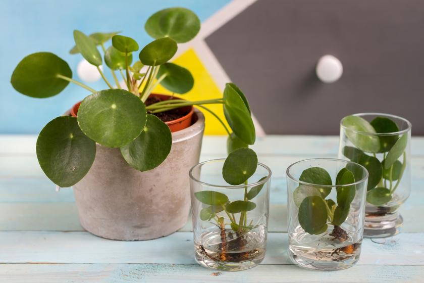 pilea oddenky